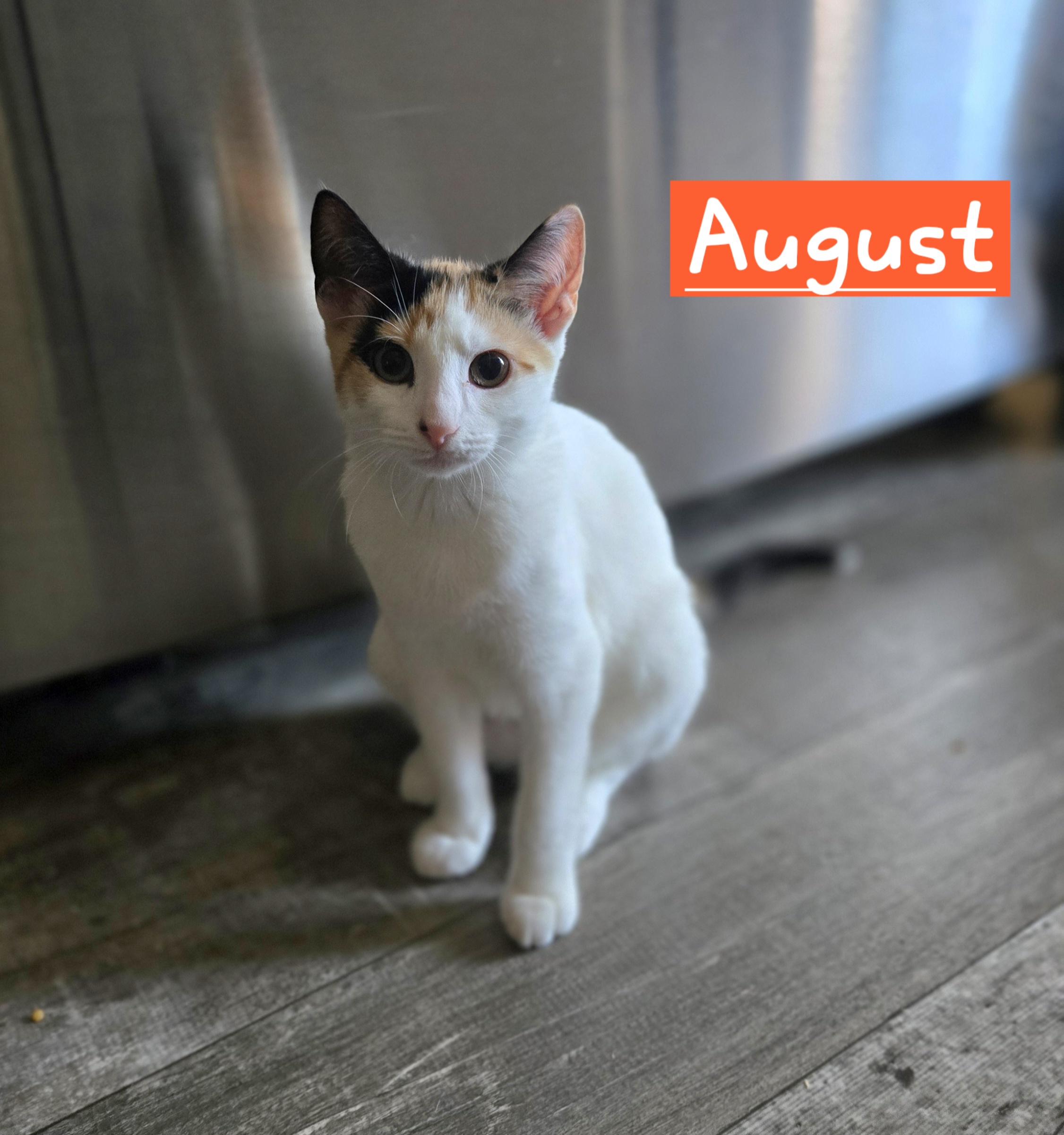 August (In Foster)