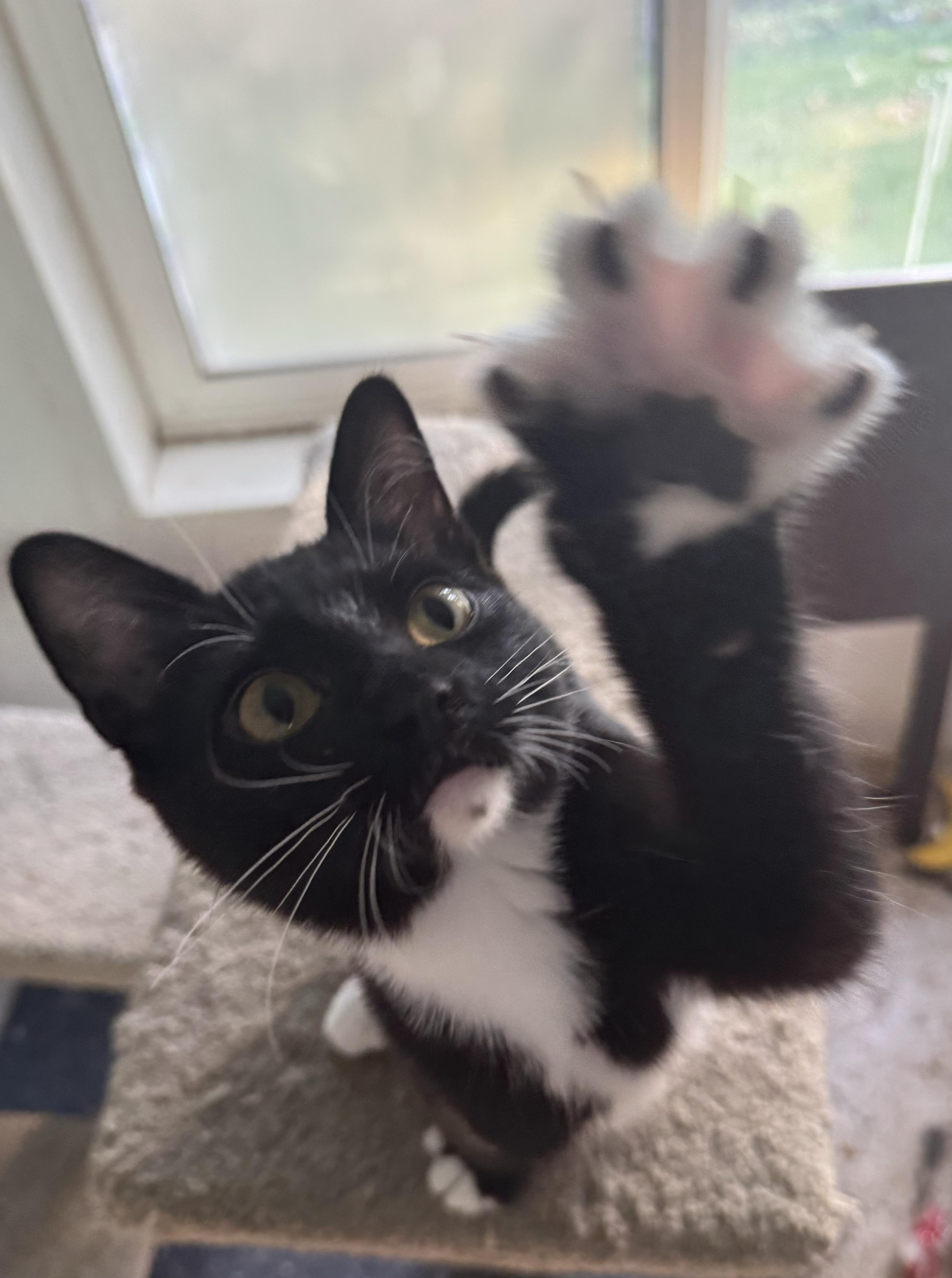 BUTTERED POPCORN, a Adopted Domestic Short Hair in Eugene, OR image 1/5