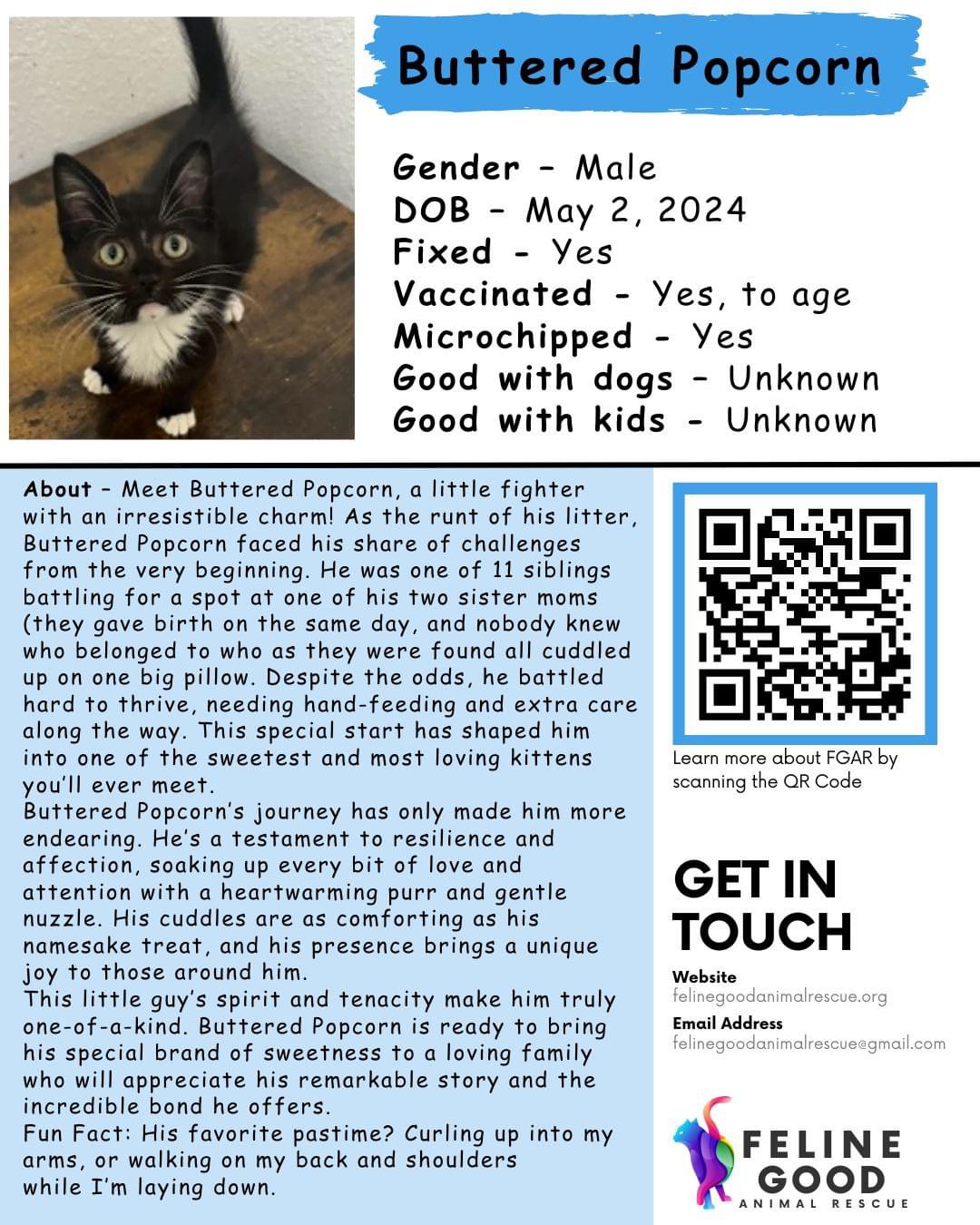 BUTTERED POPCORN, Adopted, Young Male Domestic Short Hair.