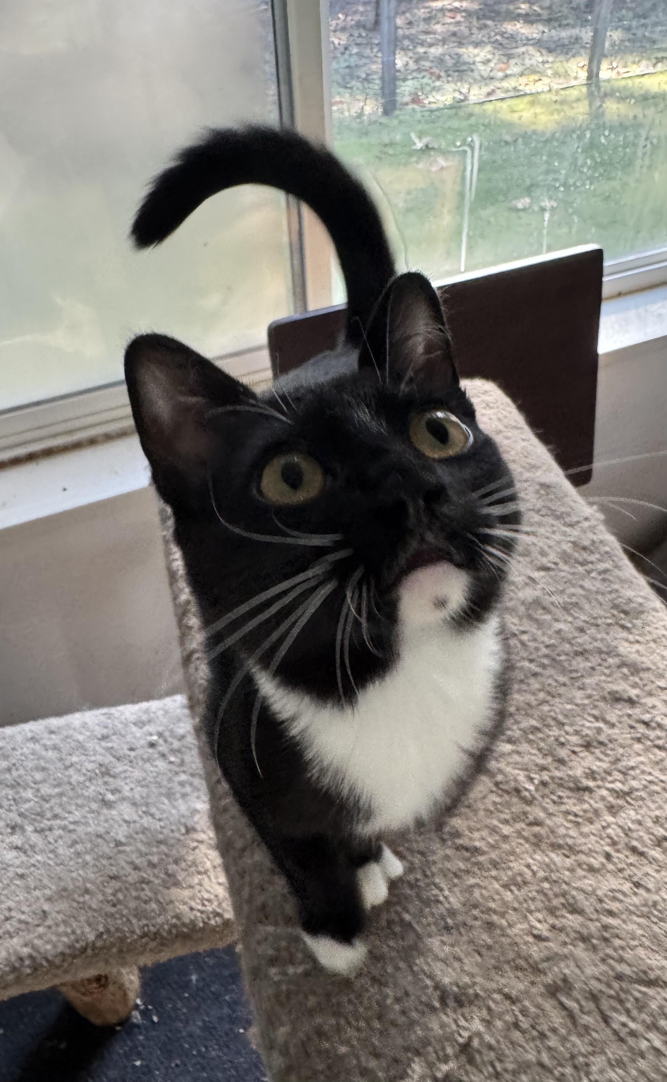 BUTTERED POPCORN, a Adopted Domestic Short Hair in Eugene, OR image 3/5