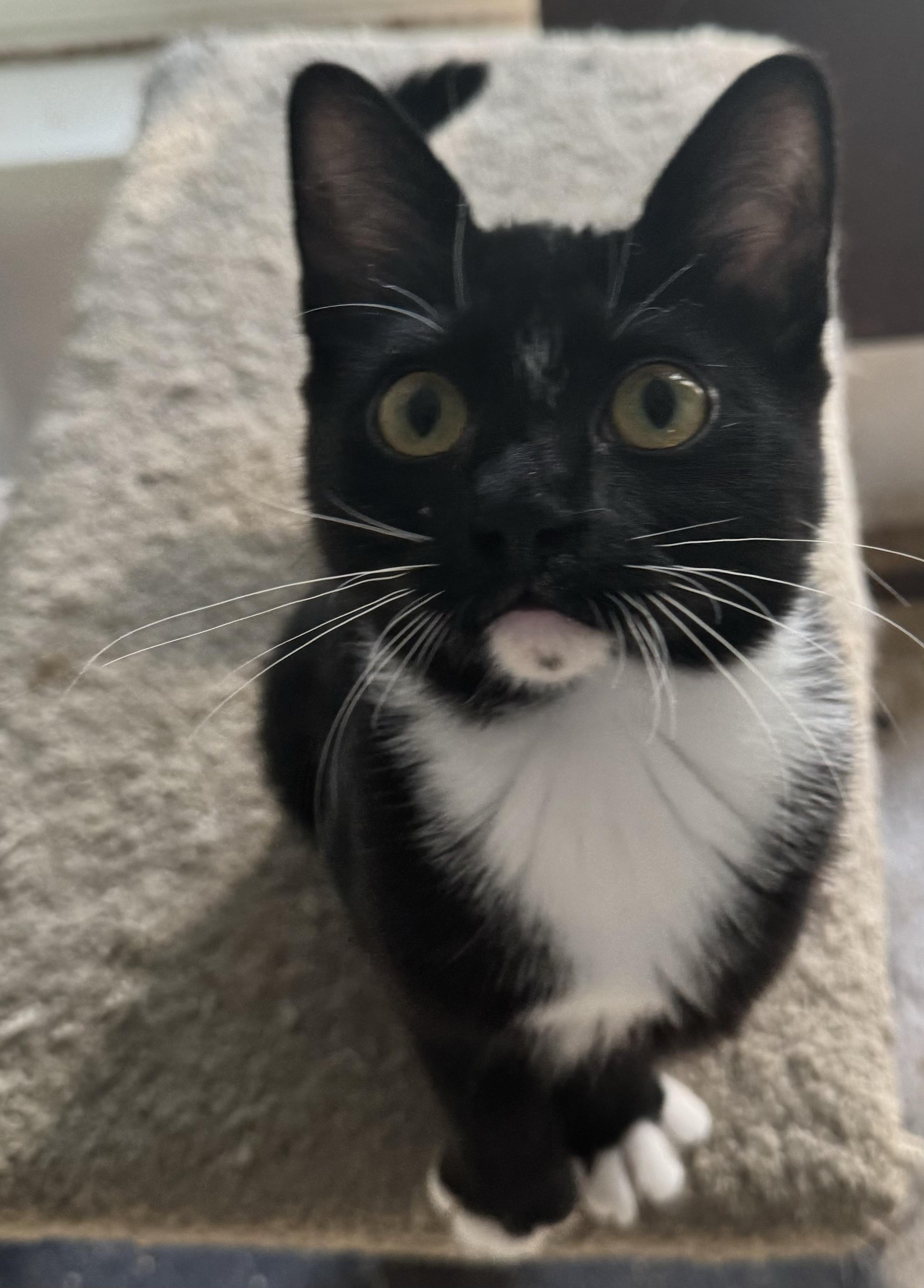 BUTTERED POPCORN, a Adopted Domestic Short Hair in Eugene, OR image 4/5