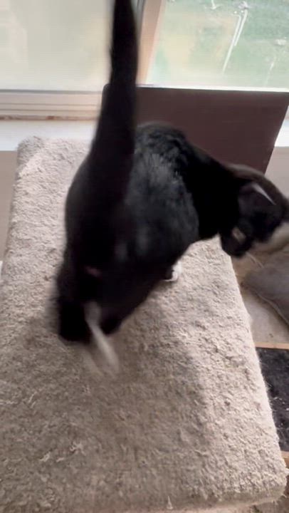 Enlarge BUTTERED POPCORN, a Adopted Domestic Short Hair in Eugene, OR video 5/5