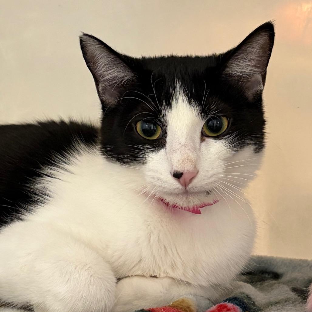 Vinegar — thumbnail 4