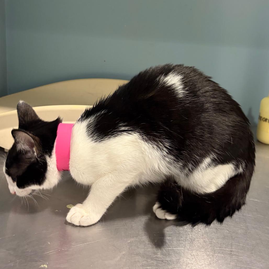 Vinegar — thumbnail 5