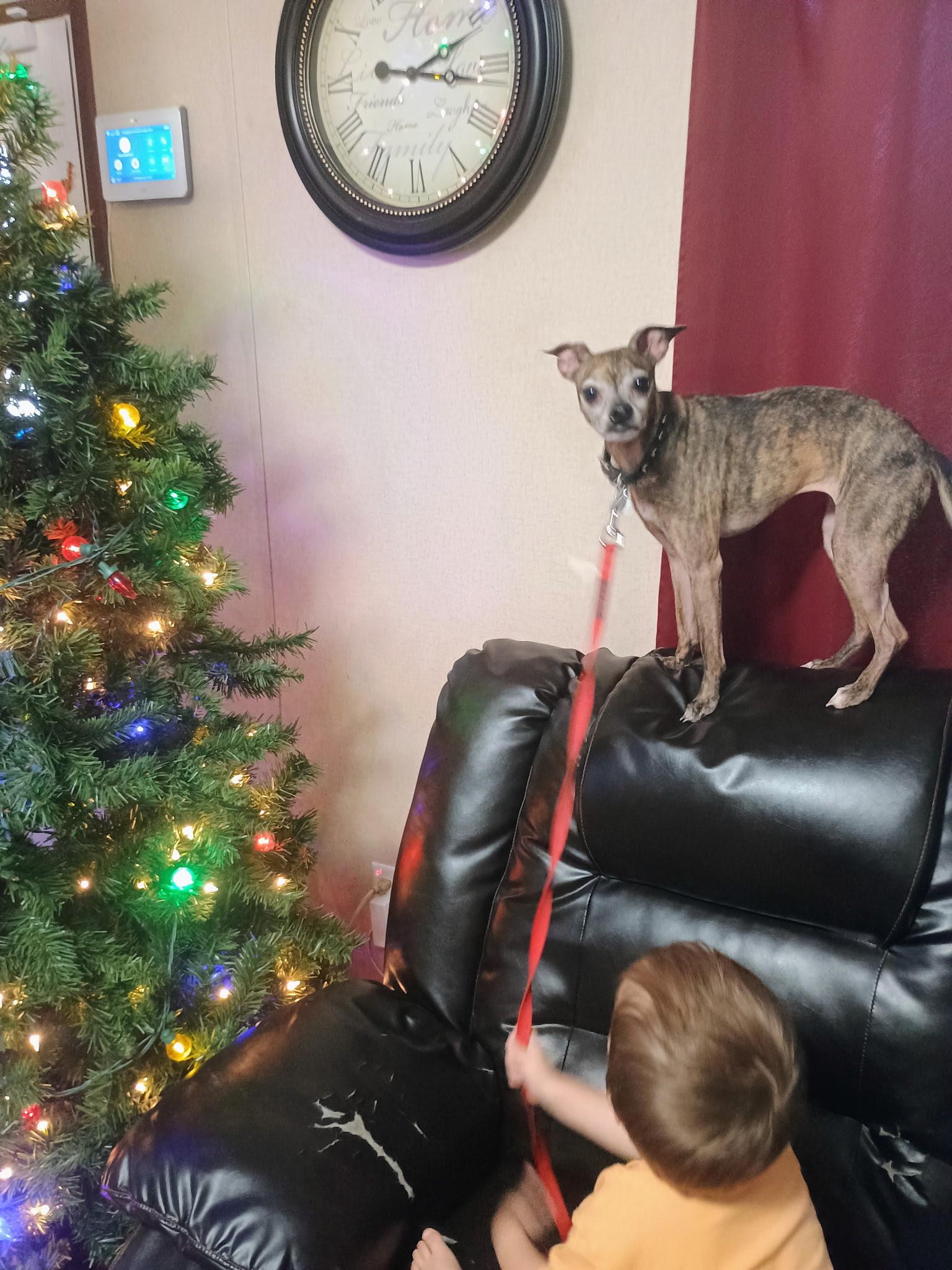 Enlarge Hassie - Come Meet Me, an adoptable mixed breed in Medfield, MA image 3/4