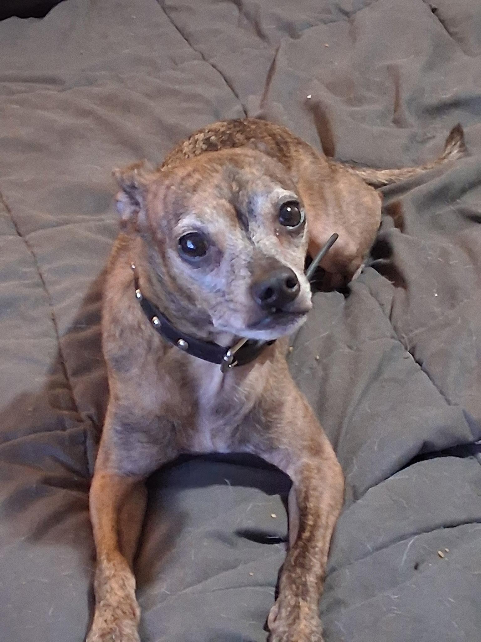 Enlarge Hassie - Come Meet Me, an adoptable mixed breed in Medfield, MA image 4/4