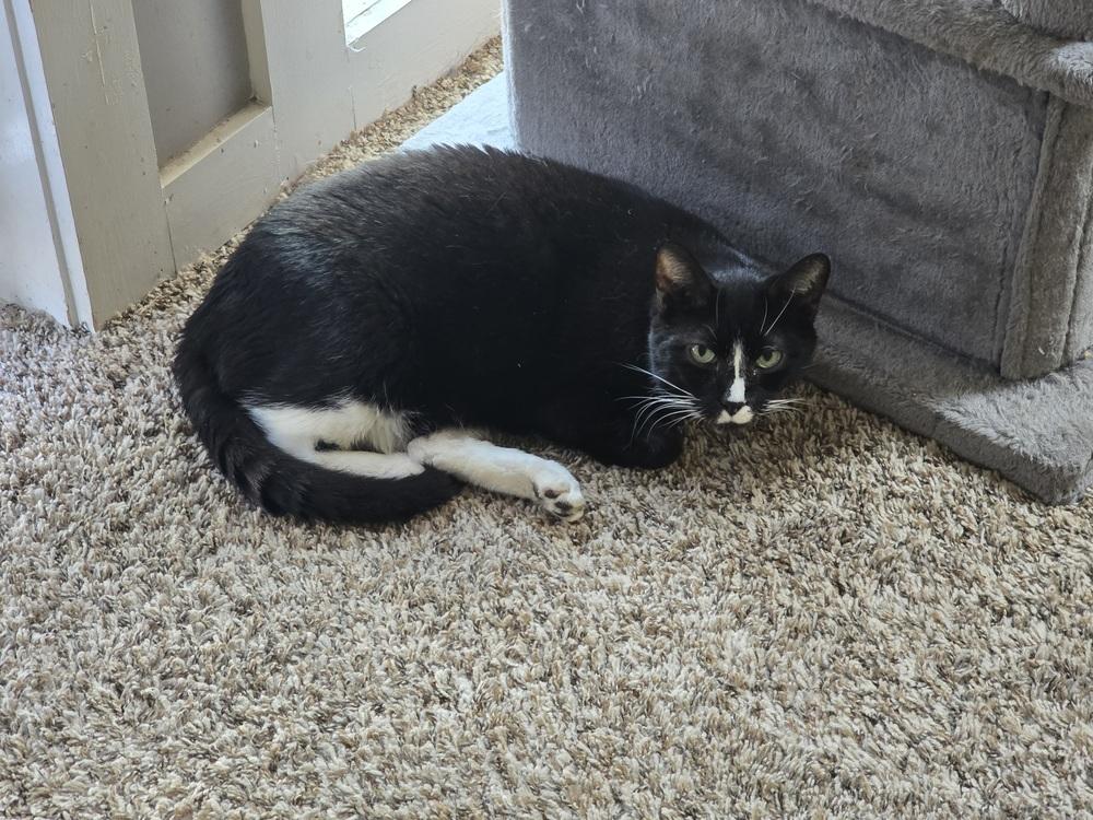 Oliver, Adoptable, Senior Male Domestic Short Hair.
