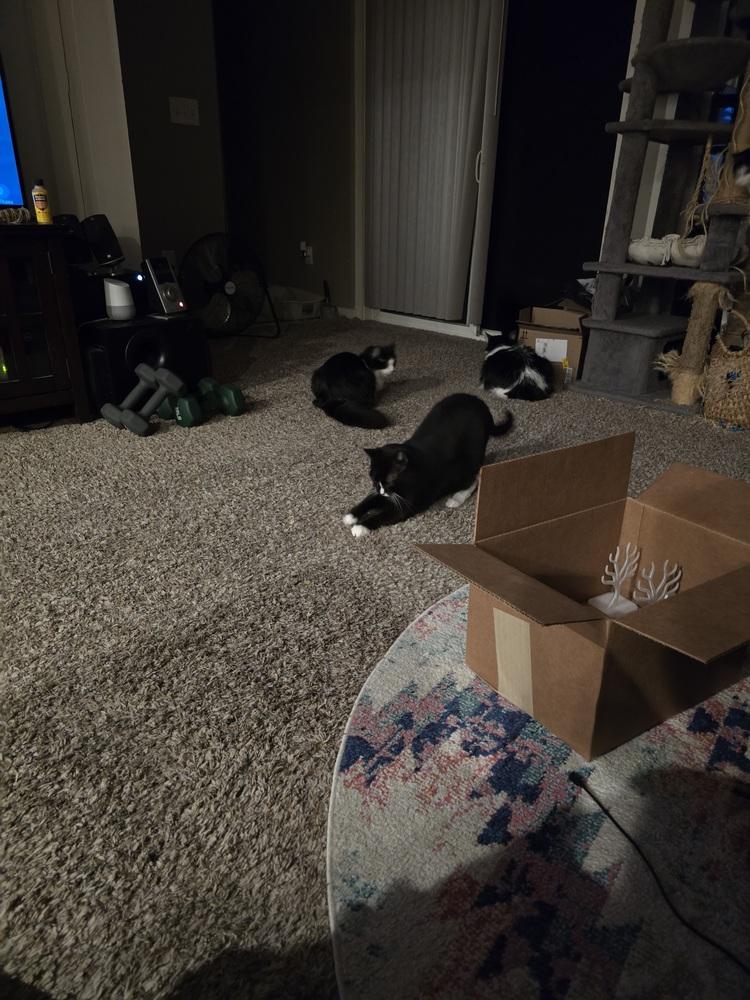 Oliver, a Adoptable Domestic Short Hair in Dayton, OH image 3/6