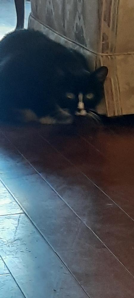 Enlarge Oliver, a Adoptable Domestic Short Hair in Dayton, OH image 1/2