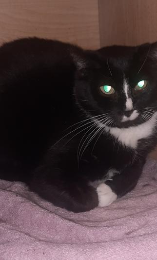 Enlarge Oliver, a Adoptable Domestic Short Hair in Dayton, OH image 2/2