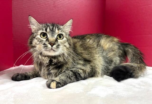 Enlarge Spaghetti, a ADOPTABLE Domestic Medium Hair in Hawk Point, MO image 4/4
