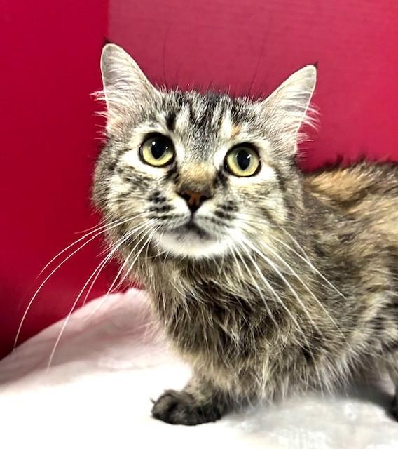 Enlarge Spaghetti, a ADOPTABLE Domestic Medium Hair in Hawk Point, MO image 2/4