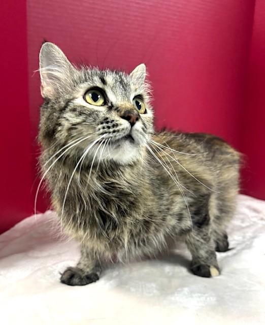 Spaghetti, ADOPTABLE, Young Female Domestic Medium Hair.