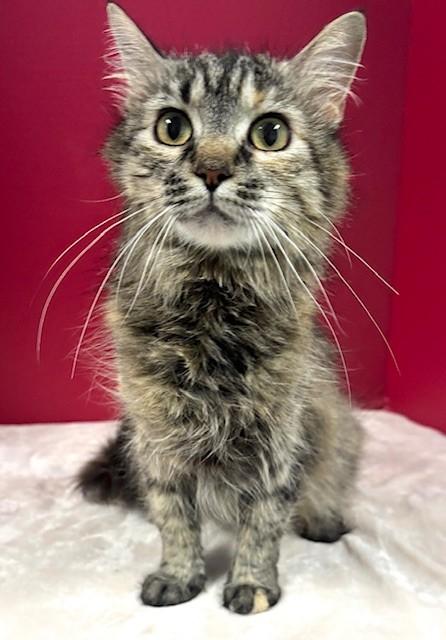 Enlarge Spaghetti, a ADOPTABLE Domestic Medium Hair in Hawk Point, MO image 3/4