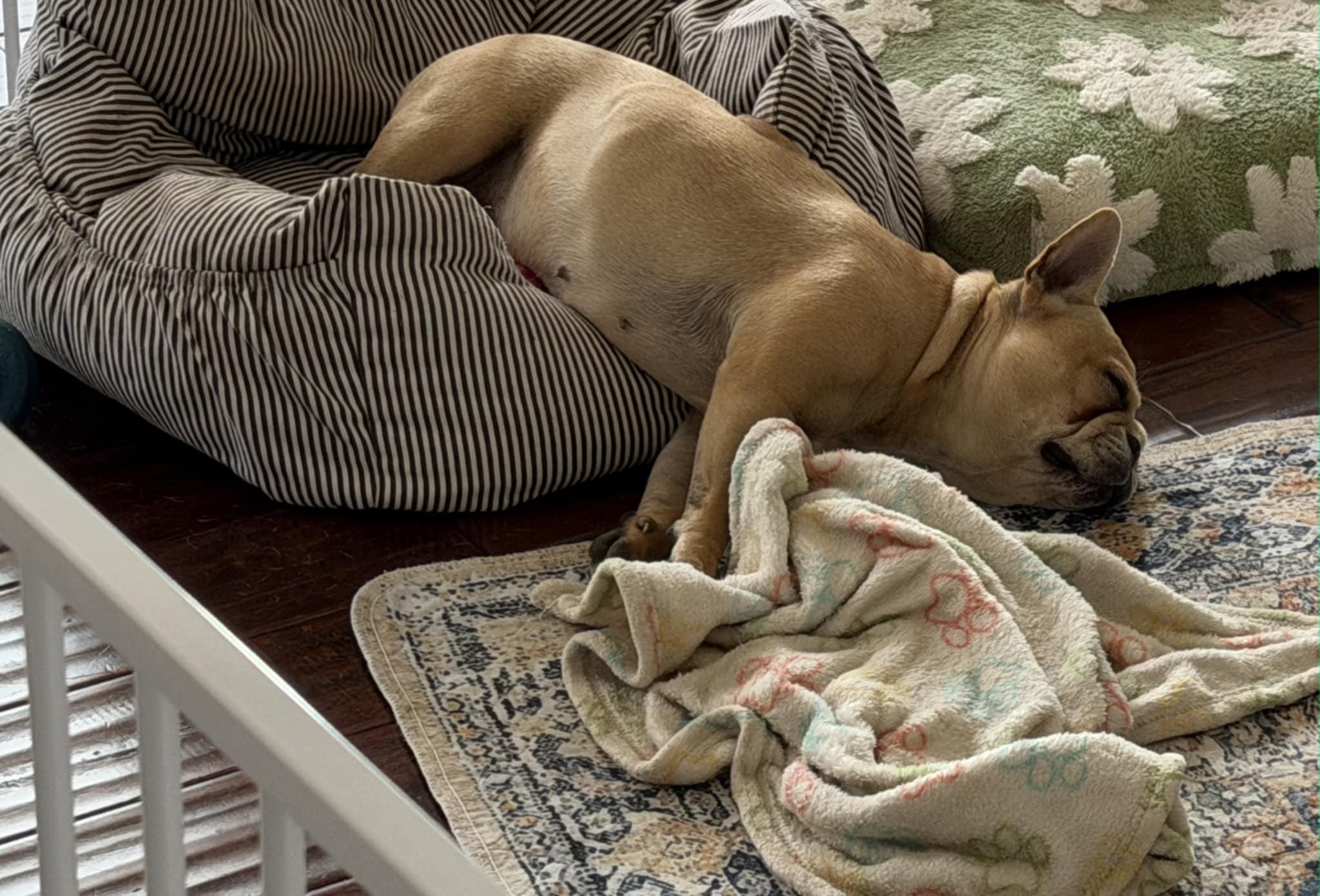 Heaven, an adoptable French Bulldog in Heiskell, TN image 3/4