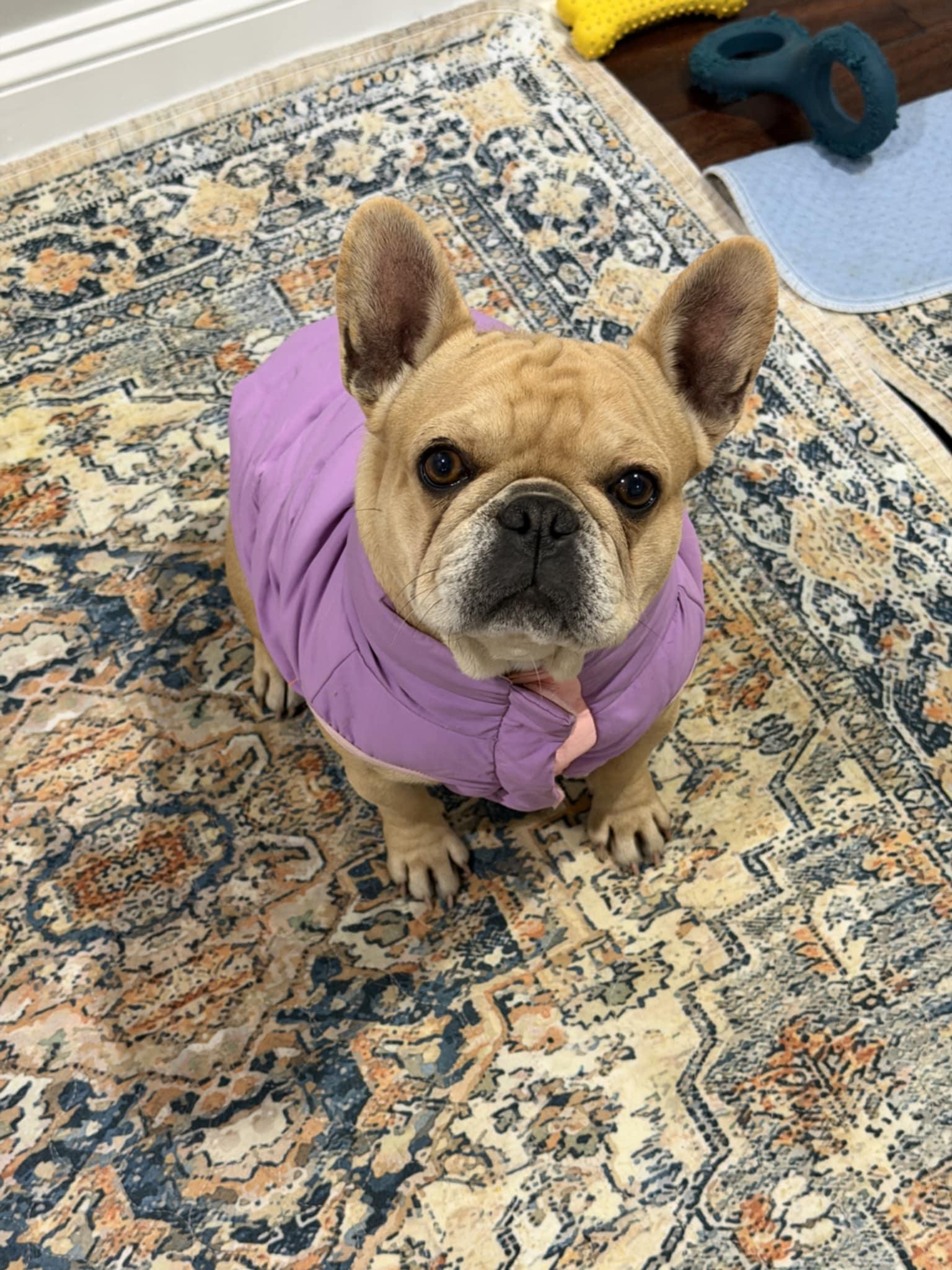 Heaven, an adoptable French Bulldog in Heiskell, TN image 1/4