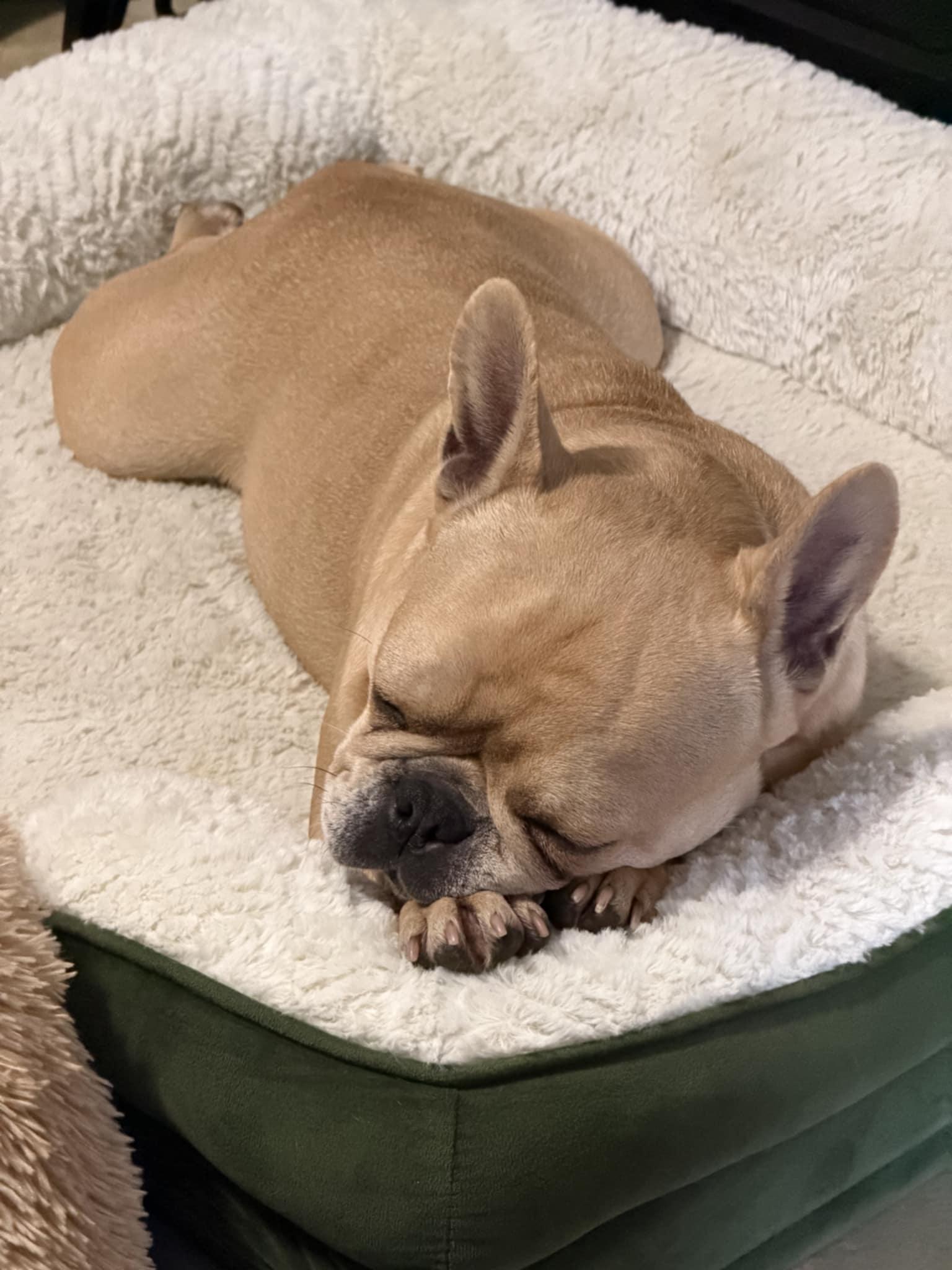 Heaven, an adoptable French Bulldog in Heiskell, TN image 4/4