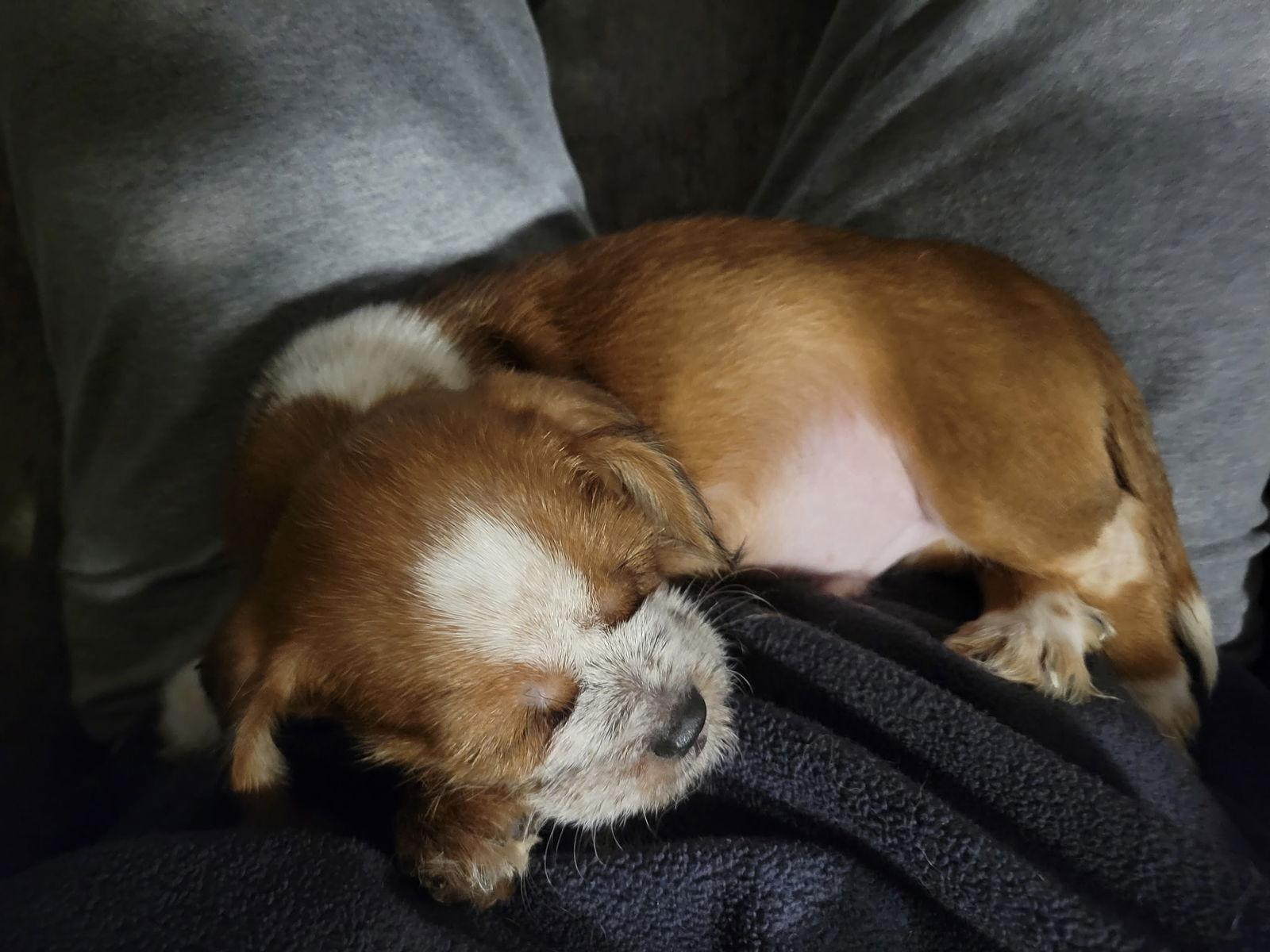 Giblet, Adoptable, Puppy Male Shih Tzu & Dachshund.