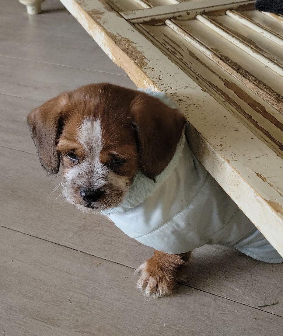 Enlarge Giblet, a Adoptable mixed breed in Montgomery, TX image 2/3