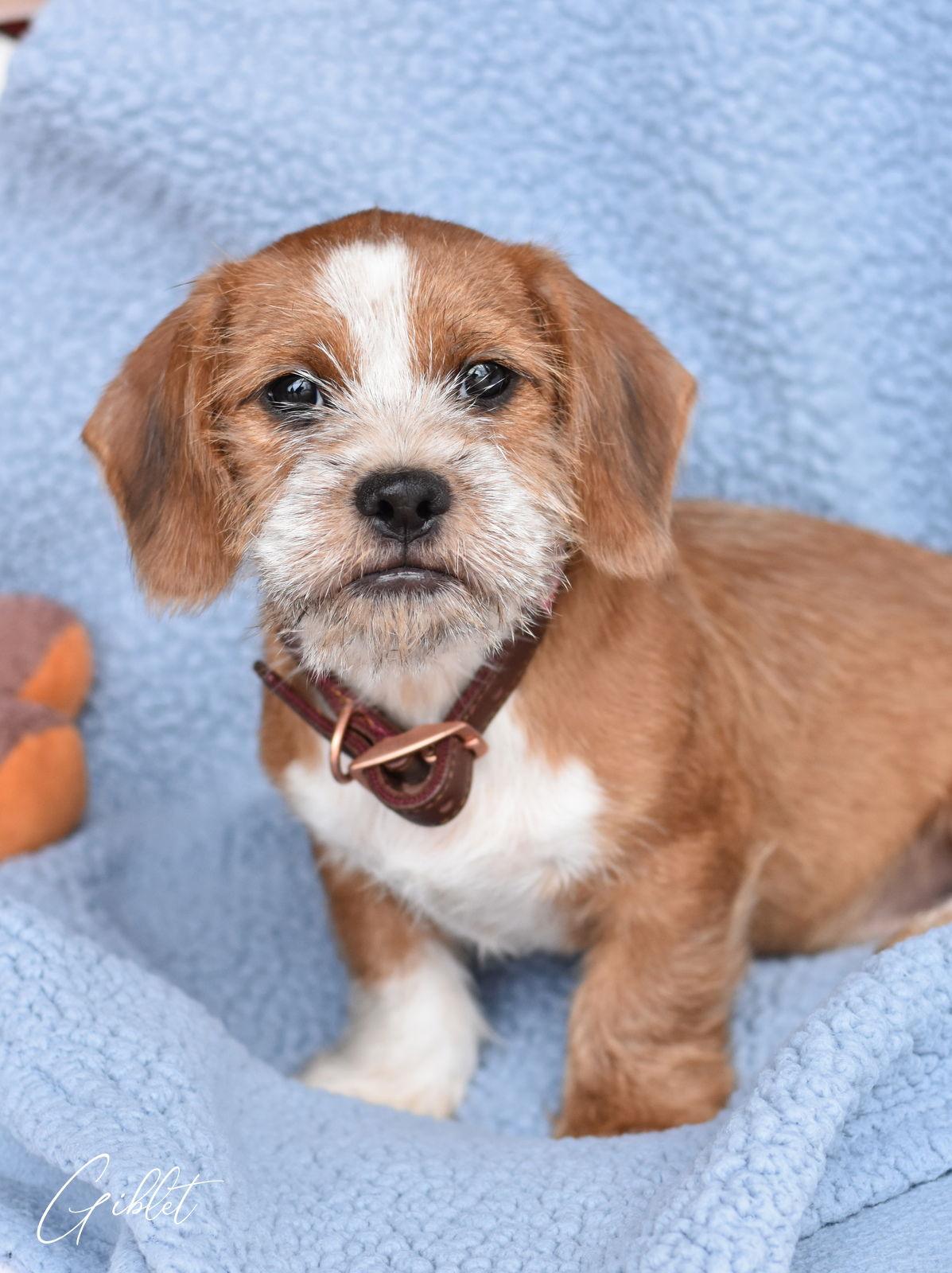 Enlarge Giblet, a Adoptable mixed breed in Montgomery, TX image 3/3