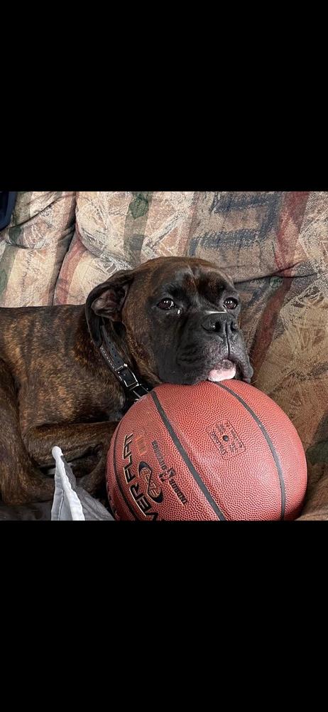 CD : Leo, Adoptable, Adult Male Boxer.