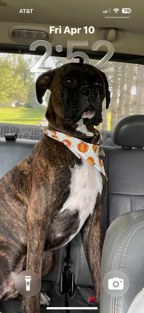 CD : Leo, a Adoptable Boxer in Aurora, IN image 2/4