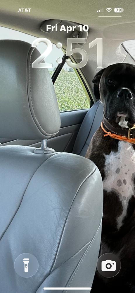 CD : Leo, a Adoptable Boxer in Aurora, IN image 3/4