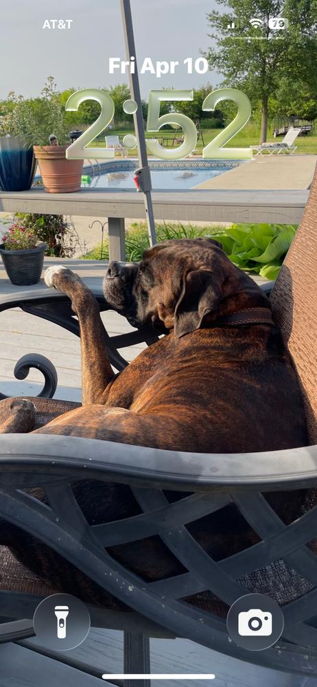 Enlarge CD : Leo, a Adoptable Boxer in Aurora, IN image 4/4
