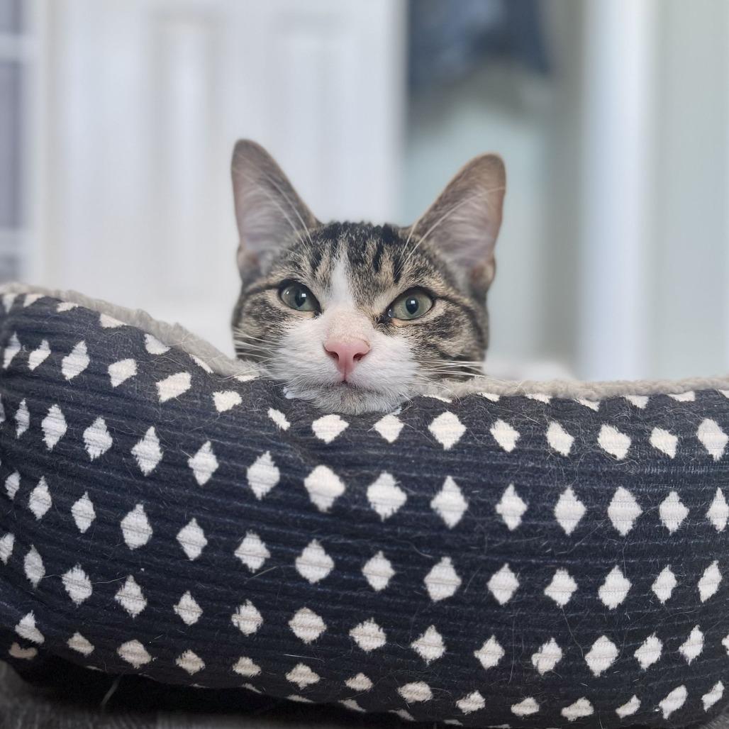 Boris, Adoptable, Kitten Male Domestic Short Hair.