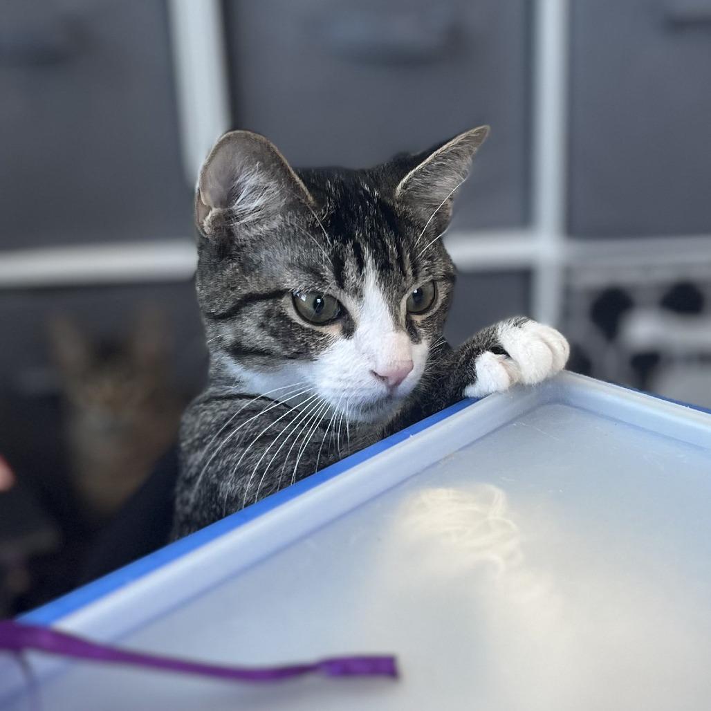 Enlarge Boris, a Adoptable Domestic Short Hair in Richmond, KY image 2/6