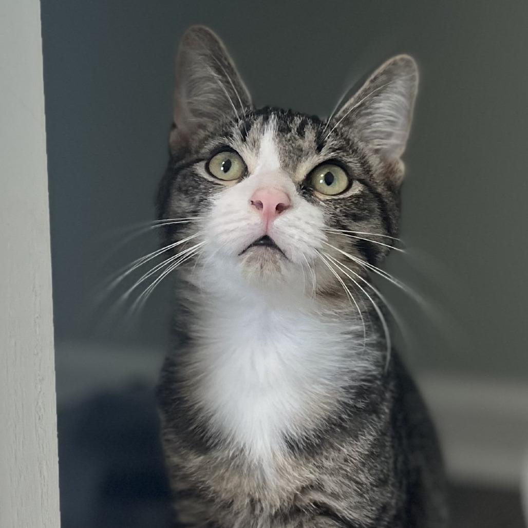Enlarge Boris, a Adoptable Domestic Short Hair in Richmond, KY image 3/6