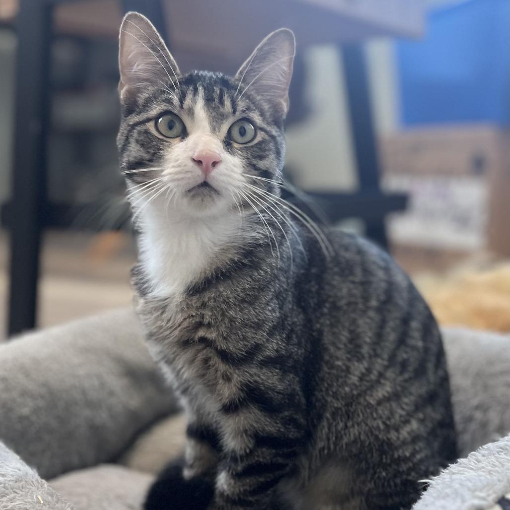 Enlarge Boris, a Adoptable Domestic Short Hair in Richmond, KY image 4/6