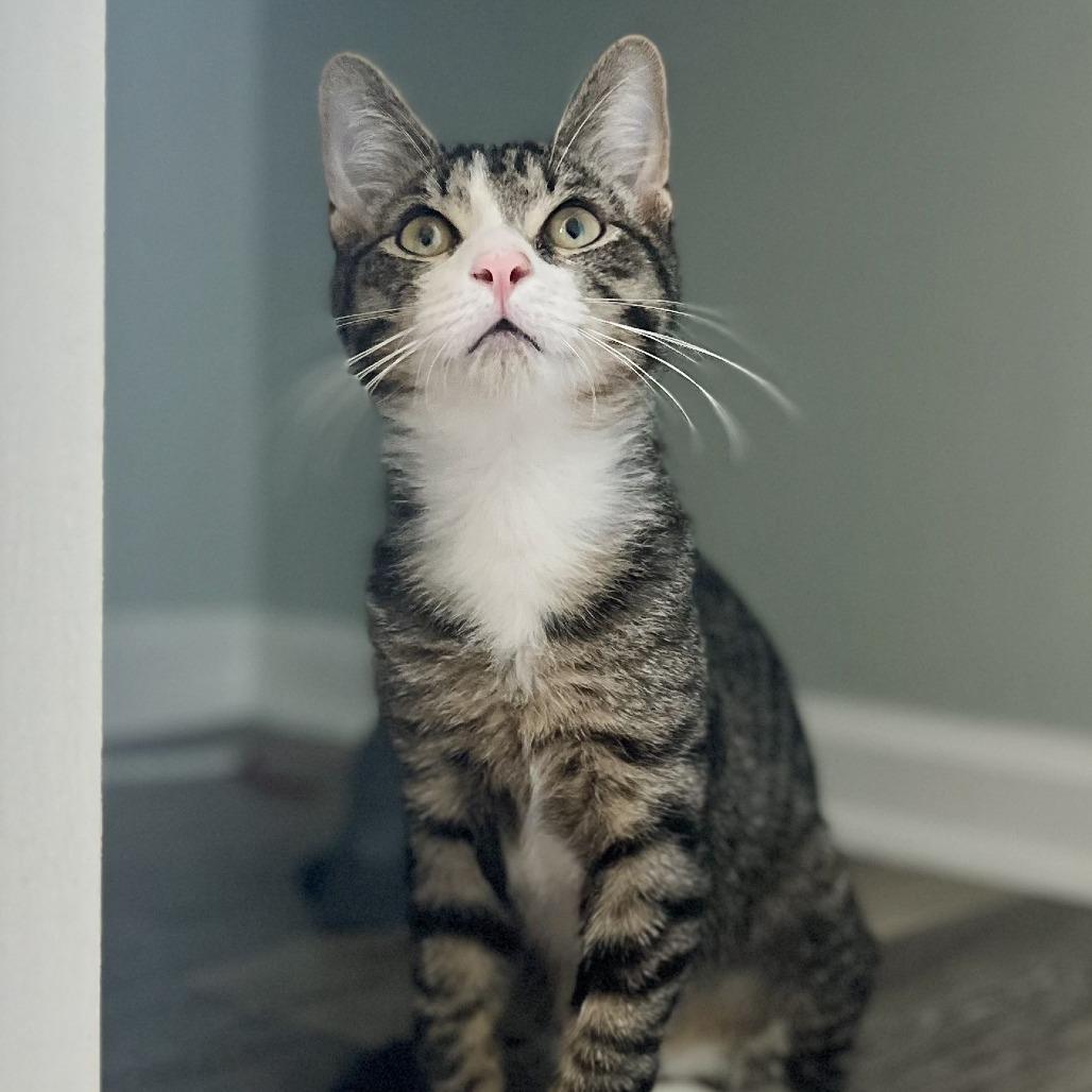Enlarge Boris, a Adoptable Domestic Short Hair in Richmond, KY image 6/6