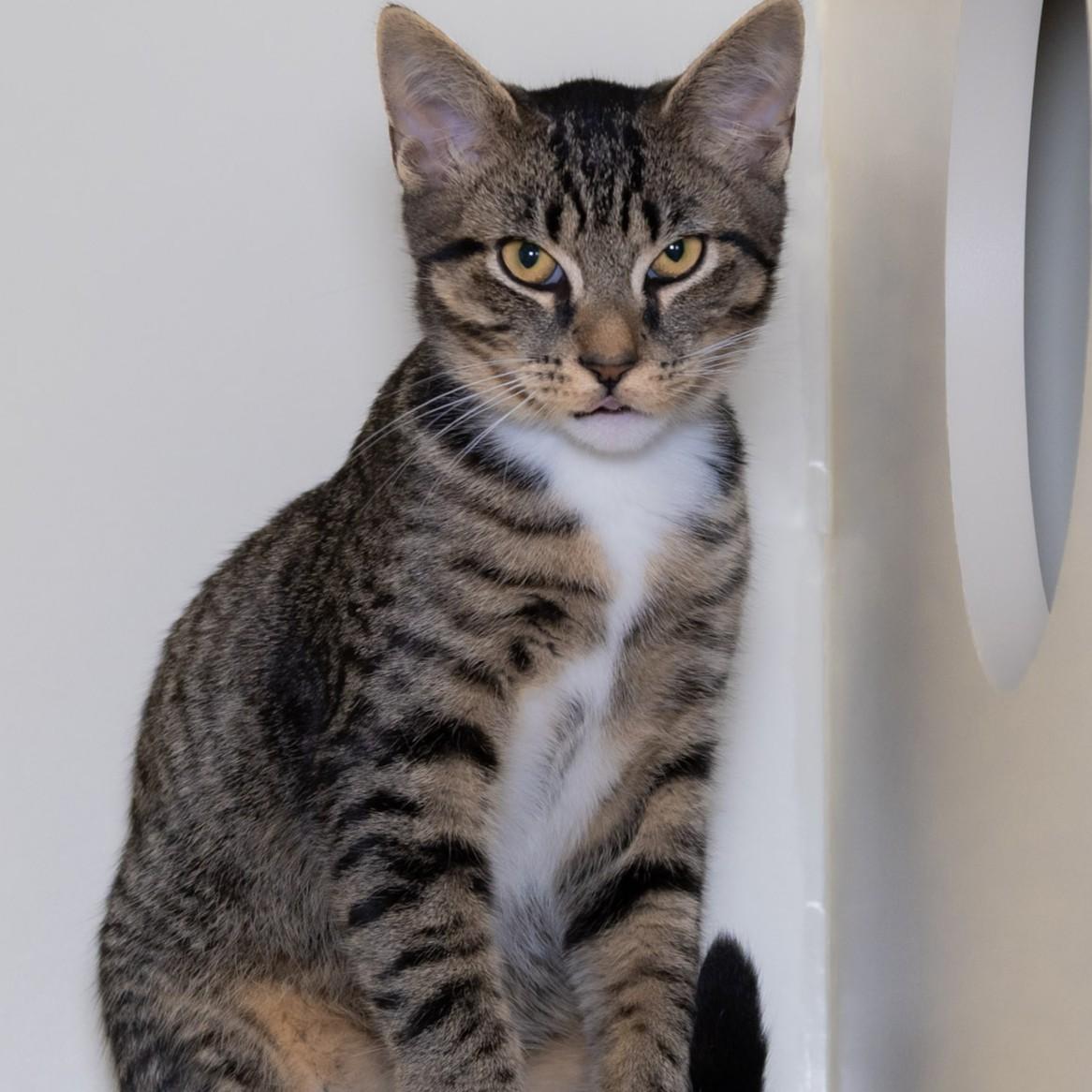Enlarge Eddy, a Adopted Domestic Short Hair in Victor, NY image 2/4