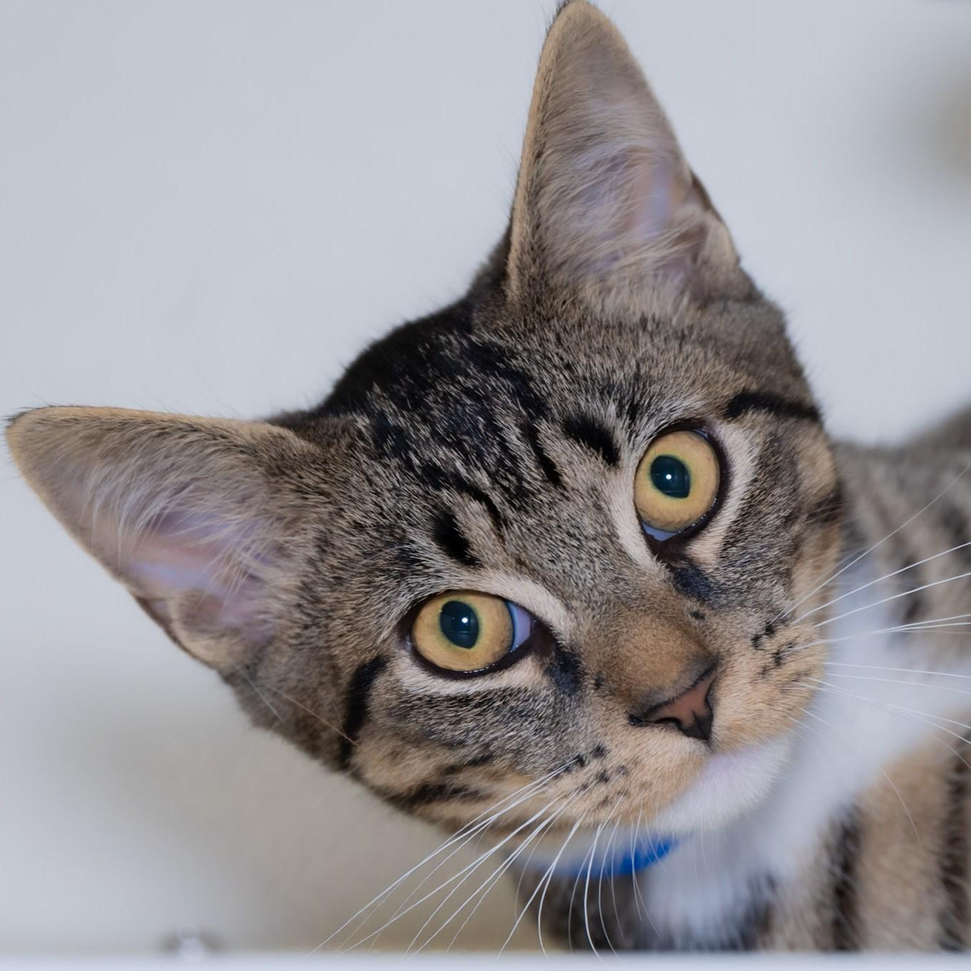 Enlarge Eddy, a Adopted Domestic Short Hair in Victor, NY image 4/4
