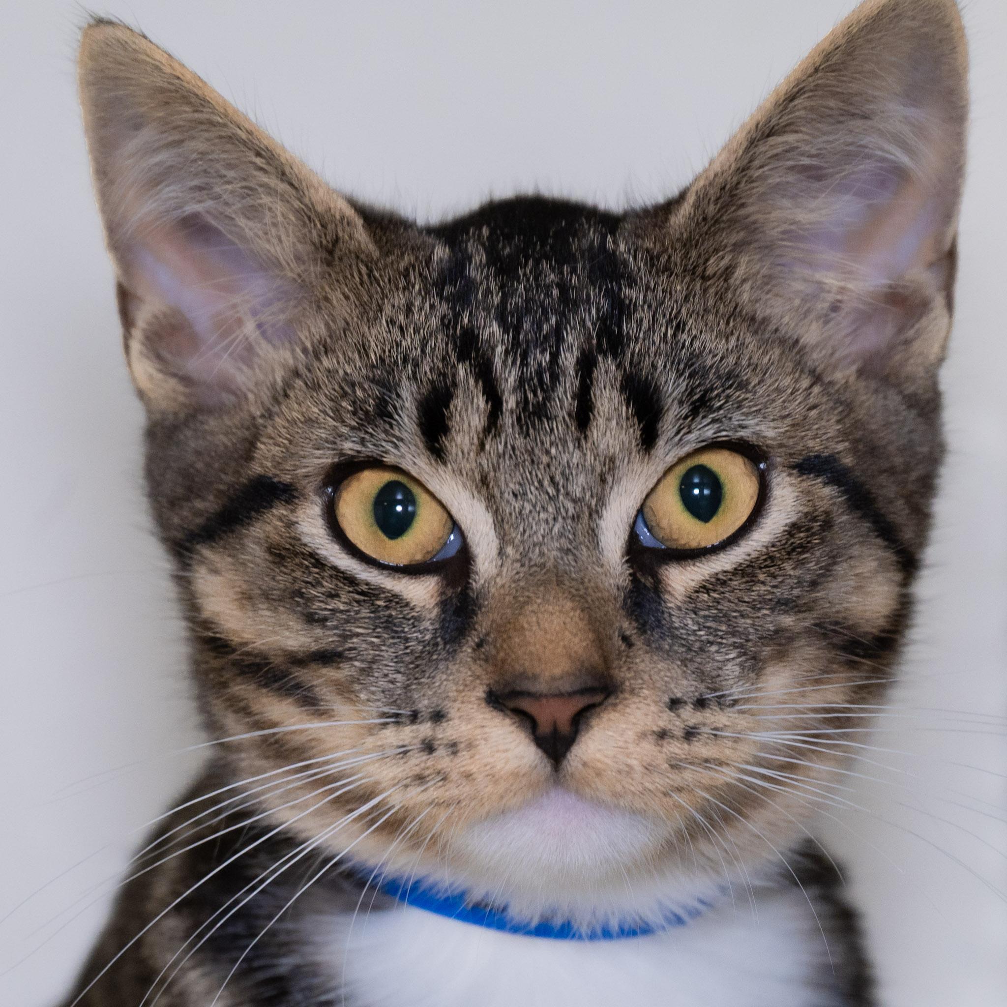 Enlarge Eddy, a Adopted Domestic Short Hair in Victor, NY image 1/4