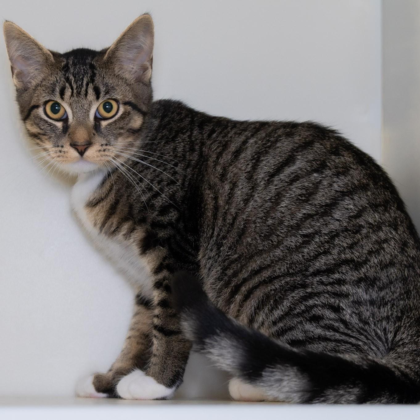 Enlarge Eddy, a Adopted Domestic Short Hair in Victor, NY image 3/4