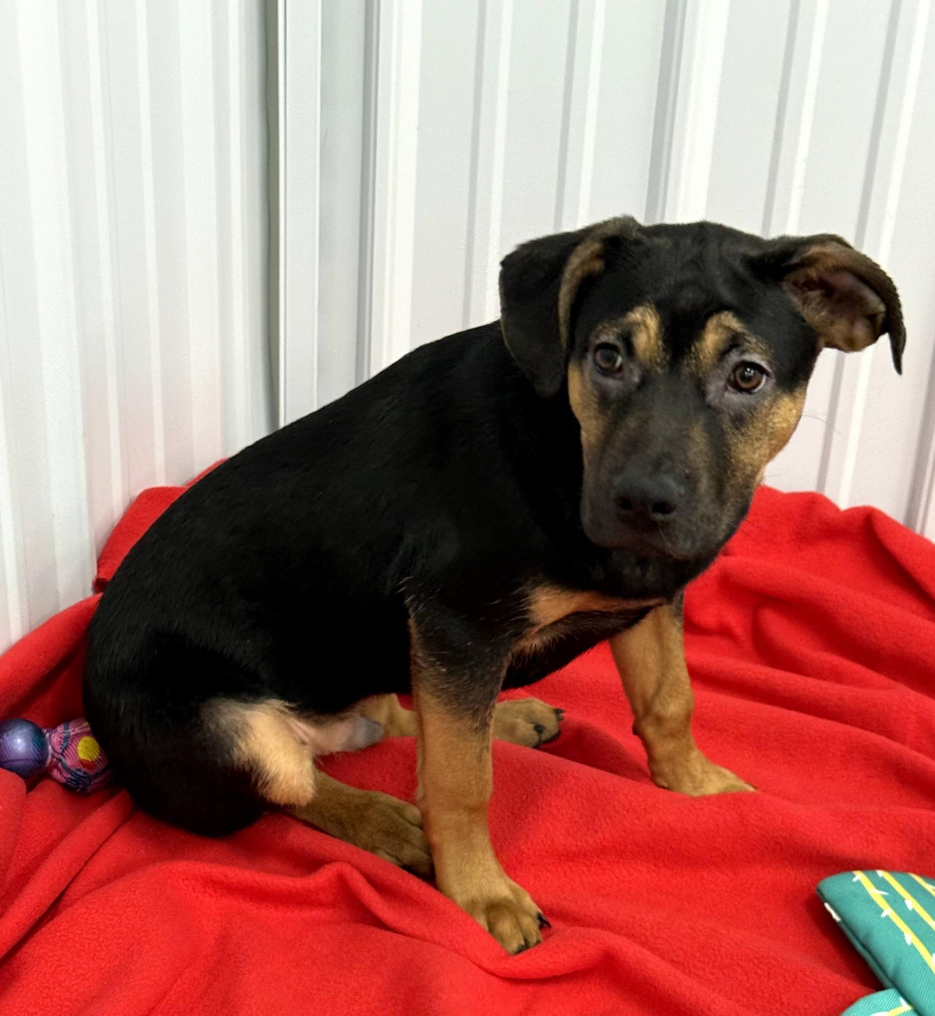 Enlarge Nibs, a Adoptable mixed breed in East Sparta, OH image 4/6