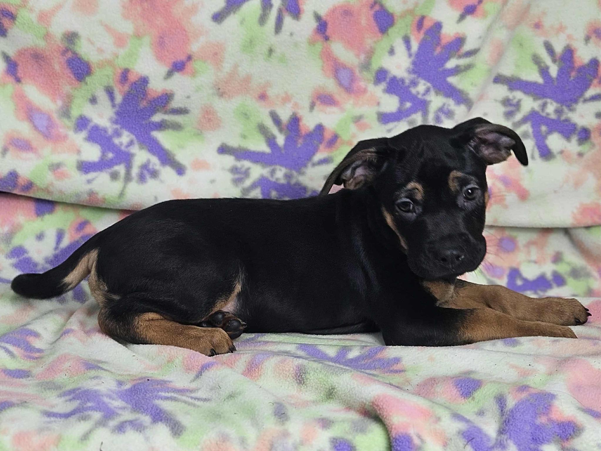 Nibs, a Adoptable mixed breed in East Sparta, OH image 2/2