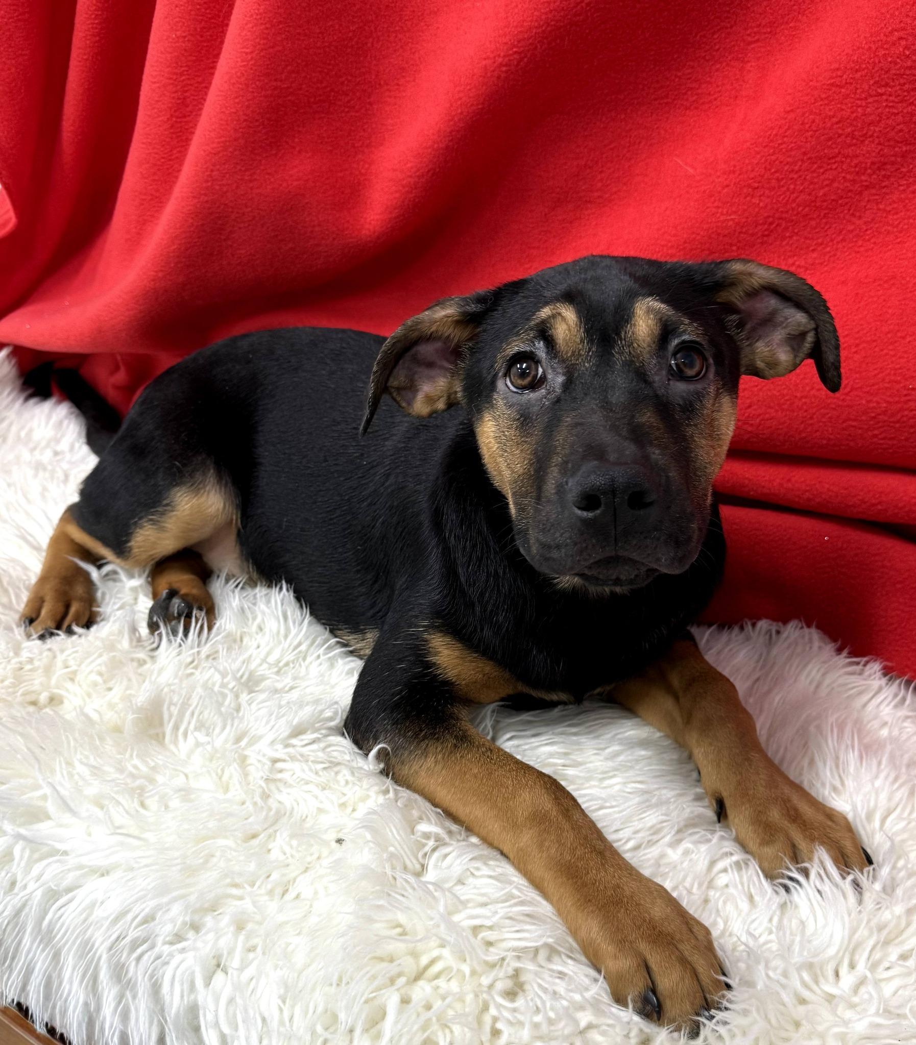 Enlarge Nibs, a Adoptable mixed breed in East Sparta, OH image 1/6