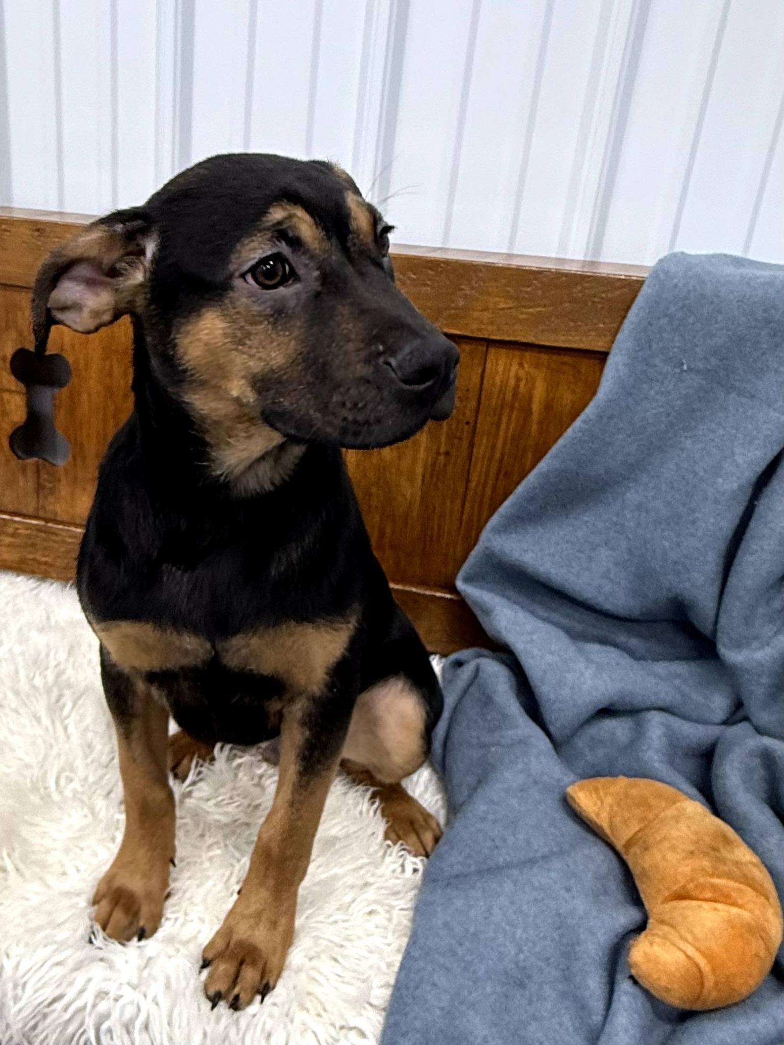 Enlarge Nibs, a Adoptable mixed breed in East Sparta, OH image 5/6