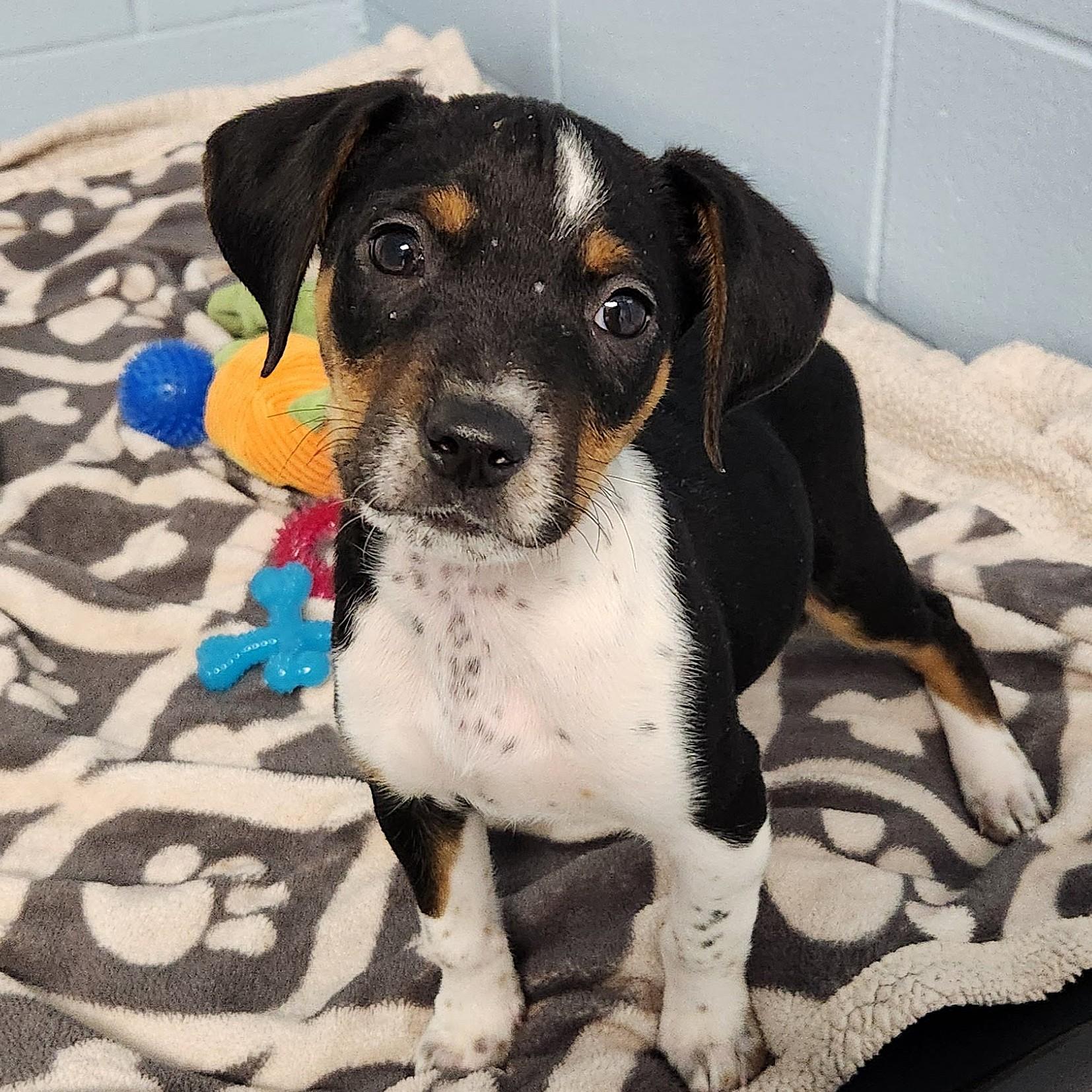 Enlarge Bert, an adopted Mixed Breed in Marshfield, WI image 1/3