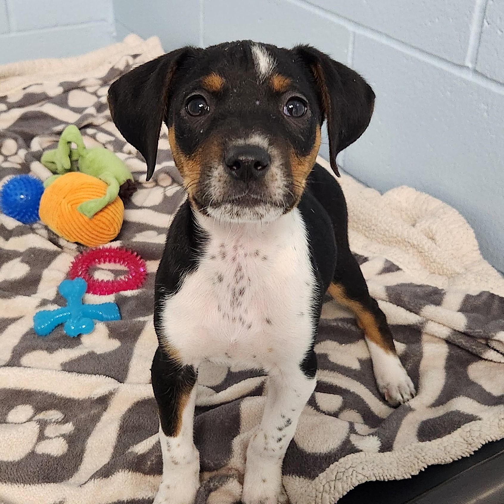 Enlarge Bert, an adopted Mixed Breed in Marshfield, WI image 2/3