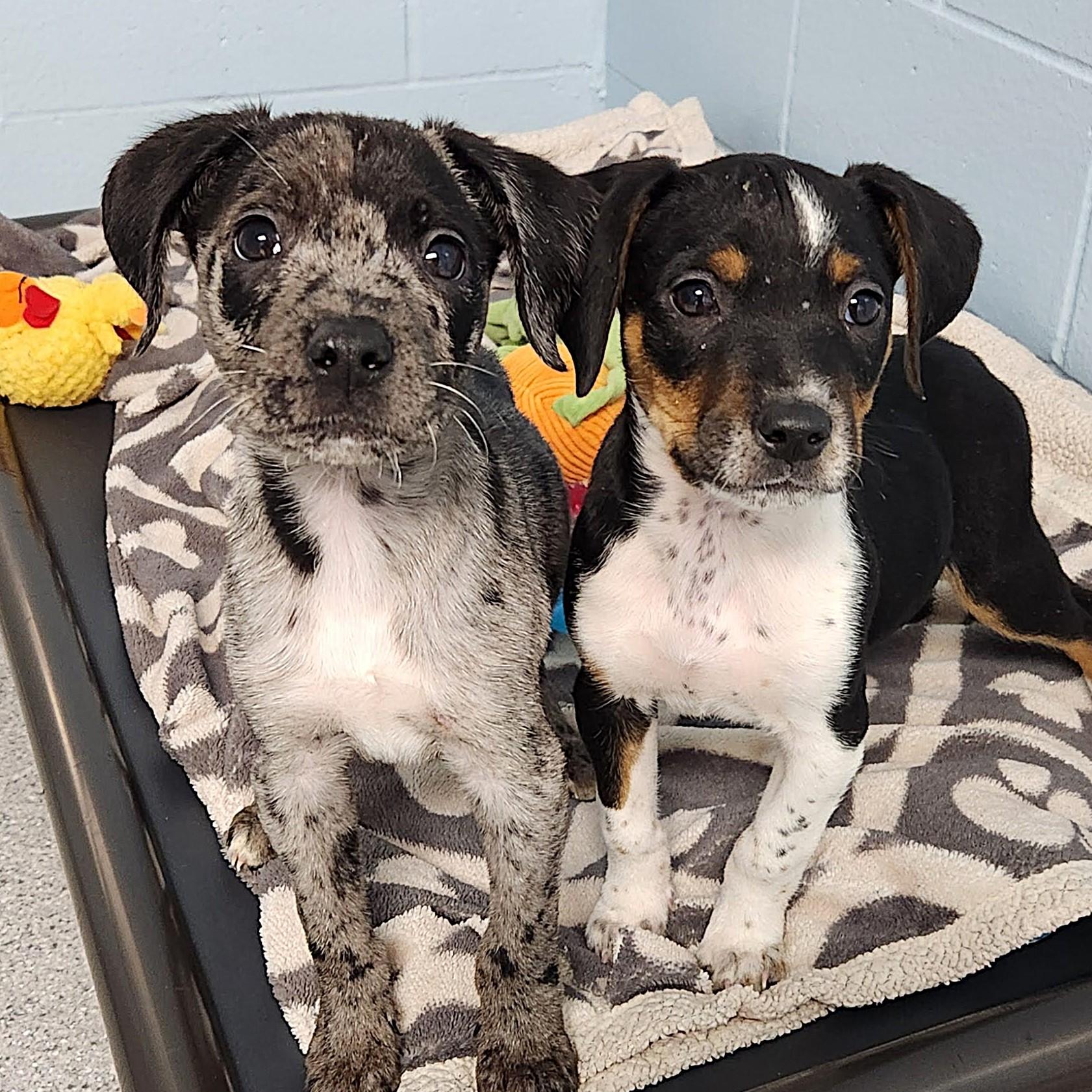 Enlarge Bert, an adopted Mixed Breed in Marshfield, WI image 3/3