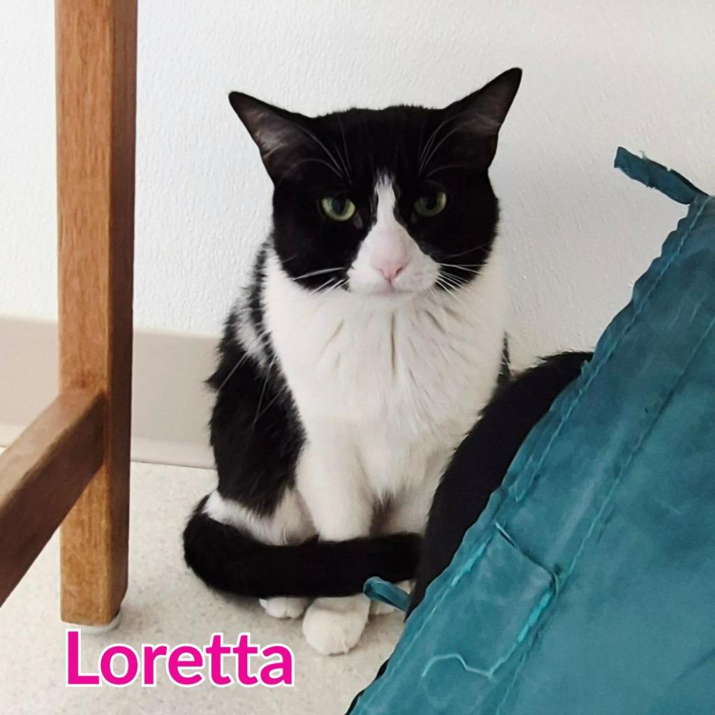 Loretta, Adoptable, Young Female Domestic Short Hair.