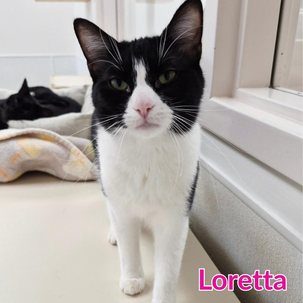 Enlarge Loretta, a Adoptable mixed breed in North Saint Paul, MN image 2/3