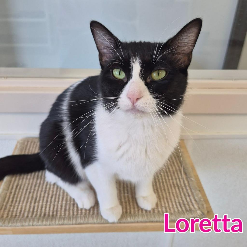 Enlarge Loretta, a Adoptable mixed breed in North Saint Paul, MN image 2/2