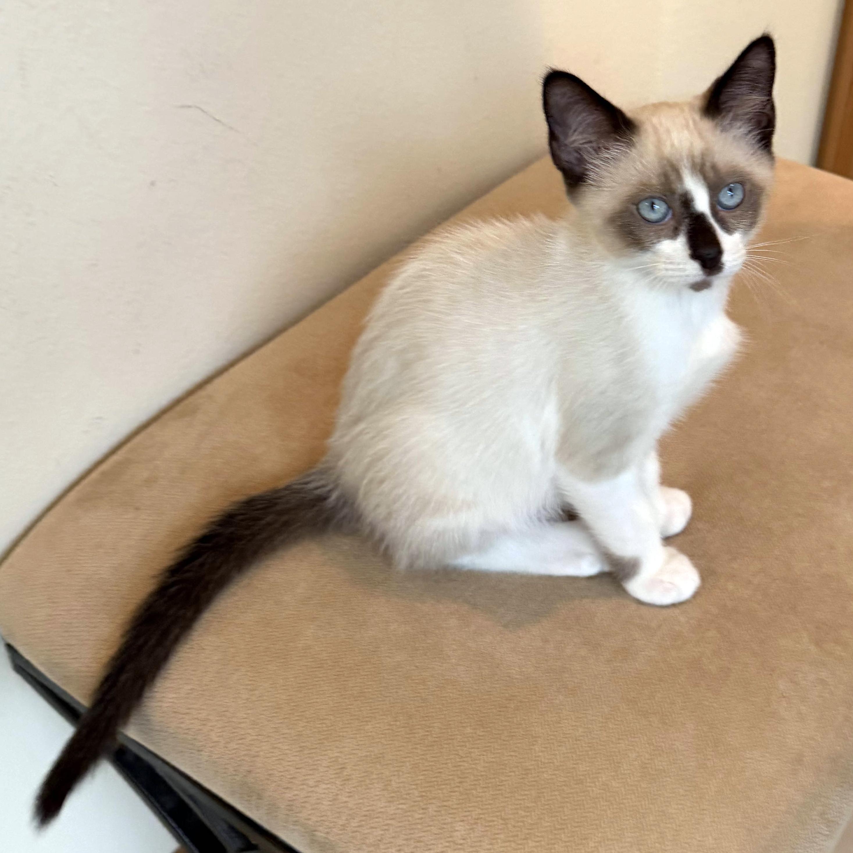 Latte, a ADOPTABLE mixed breed in Lake Monroe, FL image 2/3
