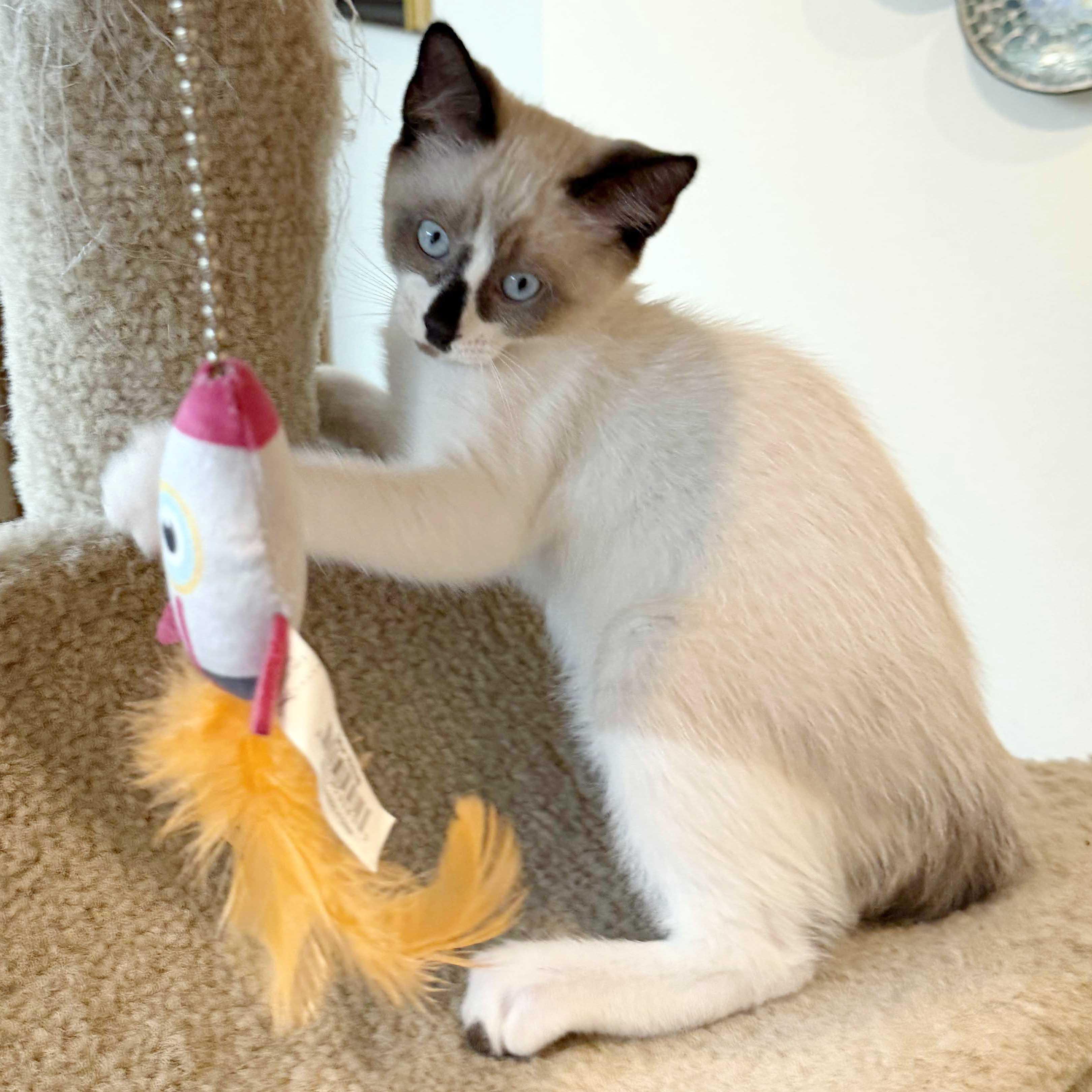 Latte, a ADOPTABLE mixed breed in Lake Monroe, FL image 3/3