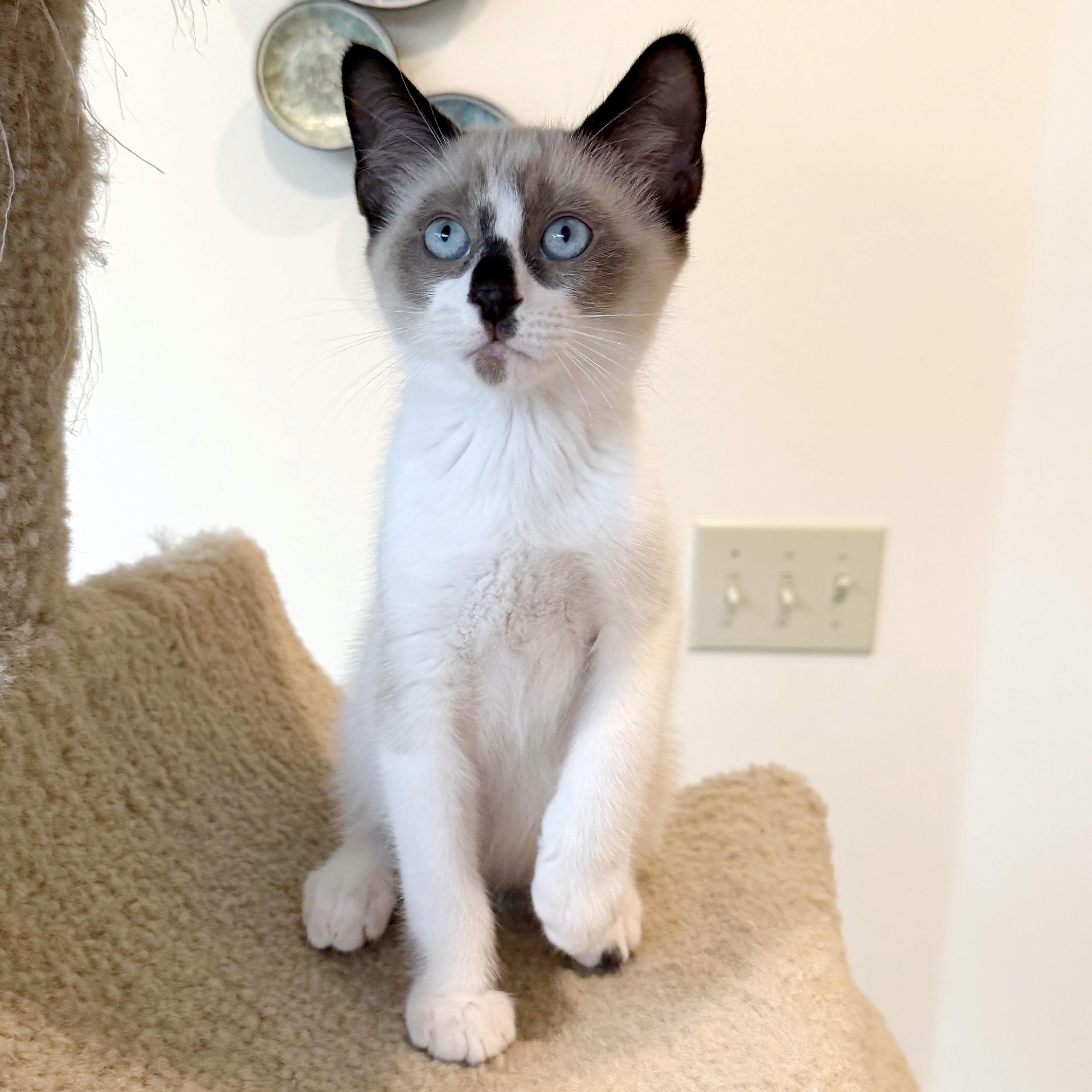 Latte, ADOPTABLE, Kitten Male Siamese & Snowshoe.